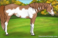 Horse Color:Chestnut Splash Frame 