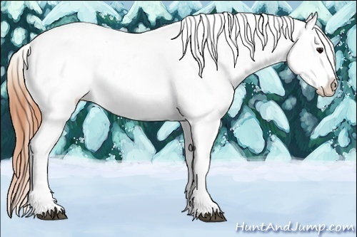 Horse Color:Buckskin Snowflake Varnish