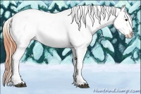 Horse Color:Buckskin Snowflake Varnish