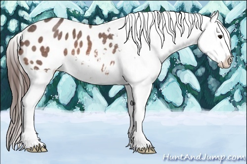 Horse Color:Bay Roan Blanket Rabicano 
