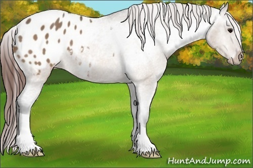 Horse Color:Bay Dun Appaloosa 
