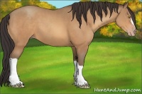 Horse Color:Amber Champagne