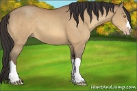 Horse Color:Amber Champagne 