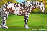 Horse Color:Bay Frame Appaloosa 