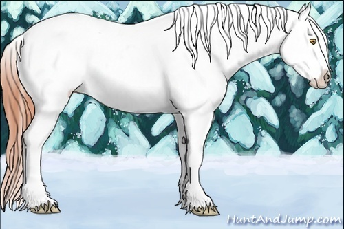 Horse Color:Amber Champagne Appaloosa