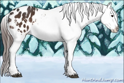 Horse Color:Bay Appaloosa 