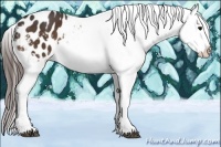 Horse Color:Bay Snowflake Varnish