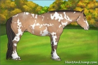 Horse Color:White Spotted Amber Champagne Sabino