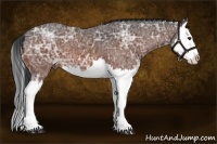Horse Color:Bay Ice Splash 
