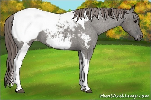 Horse Color:Grullo Tobiano Snowcap 