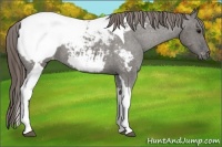 Horse Color:Grullo Tobiano Snowcap 