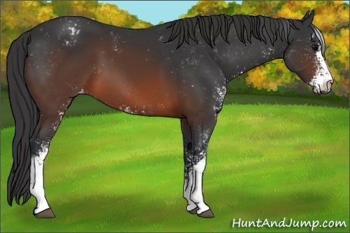 Horse Color:Brown Sabino Varnish 