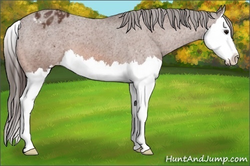 Horse Color:Bay Splash Appaloosa