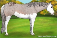 Horse Color:Bay Splash Appaloosa