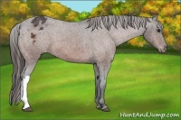 Horse Color:Bay Appaloosa