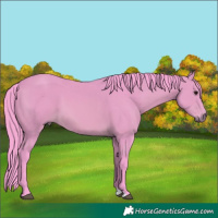 Horse Color:Watercolor Bay 