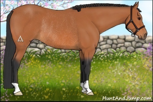 Horse Color:Bay Rabicano 