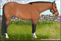 Horse Color:Bay Rabicano 