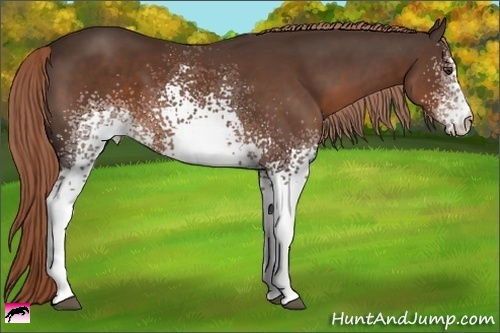 Horse Color:White Spotted Liver Chestnut 