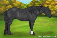 Horse Color:Black Rabicano 