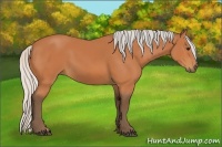 Horse Color:Silver Bay 