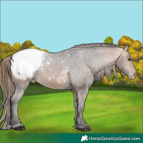 Horse Color:Buckskin Appaloosa 