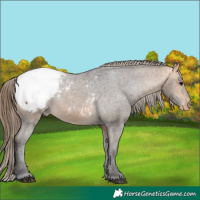 Horse Color:Buckskin Appaloosa