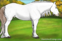 Horse Color:Buckskin Appaloosa 