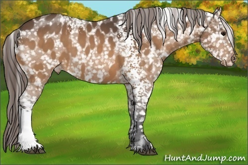 Horse Color:White Spotted Buckskin Appaloosa 