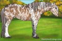 Horse Color:White Spotted Buckskin Snowflake Varnish 