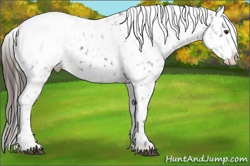 Horse Color:Liver Chestnut Snowflake Varnish