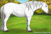 Horse Color:Liver Chestnut Appaloosa 