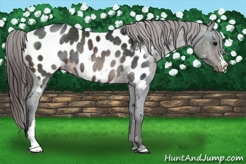 Horse Color:Brown Appaloosa Rabicano 