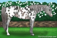 Horse Color:Brown Appaloosa Rabicano 