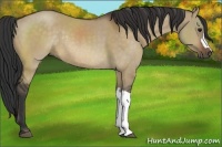 Horse Color:Bay Dun Rabicano 