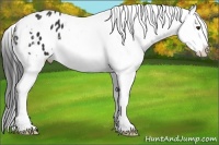 Horse Color:Liver Chestnut Appaloosa 