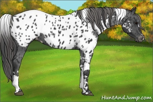 Horse Color:Black Sabino Tobiano Appaloosa 