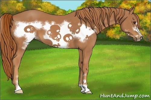 Horse Color:Chestnut Sabino Frame
