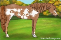Horse Color:Chestnut Sabino Frame