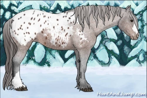 Horse Color:Bay Appaloosa 