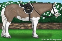 Horse Color:Silver Black Splash