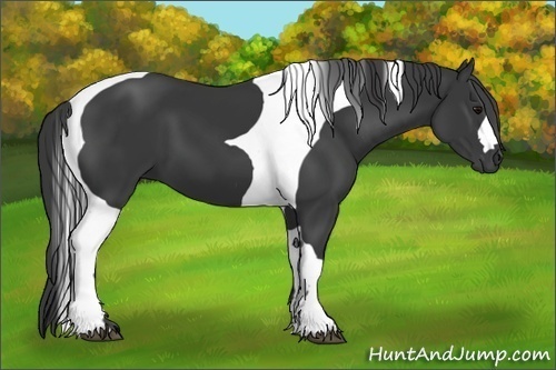 Horse Color:Black Tobiano 