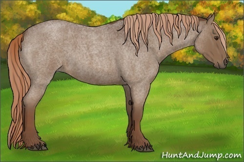 Horse Color:Liver Red Roan 