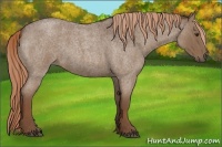 Horse Color:Liver Red Roan