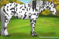 Horse Color:Black Appaloosa 