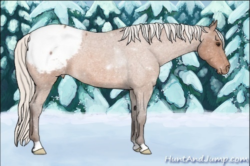 Horse Color:Silver Bay Roan Snowcap 