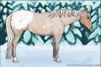 Horse Color:Silver Bay Roan Appaloosa 