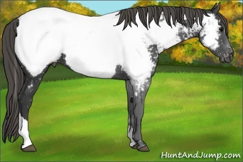 Horse Color:Smoky Black Tobiano Appaloosa Rabicano 