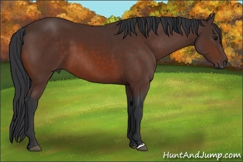 Horse Color:Bay 