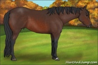 Horse Color:Bay 